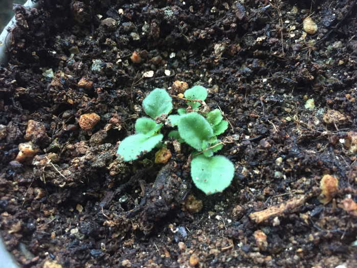 글록시니아 - Gloxinia, Sinningia speciosa
