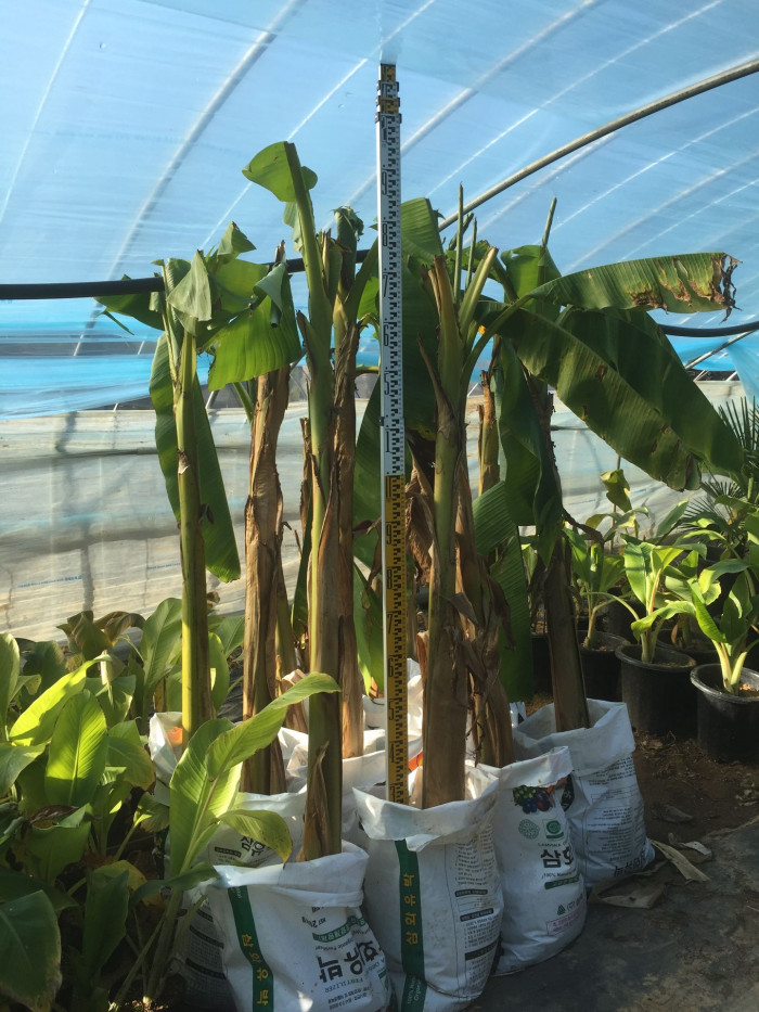 파초 - Japanese banana, Japanese fibre banana, hardy banana, Musa basjoo Siebold & Zucc.
