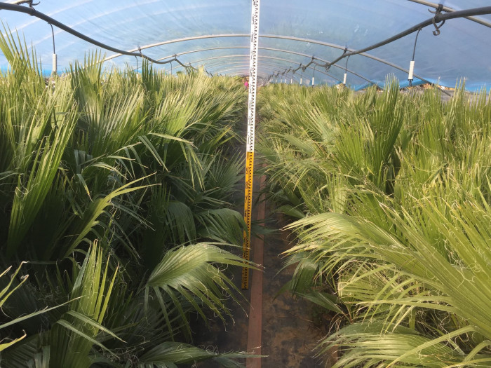 워싱턴야자 - Washington palm, California Fan Palm, Washingtonia filifera