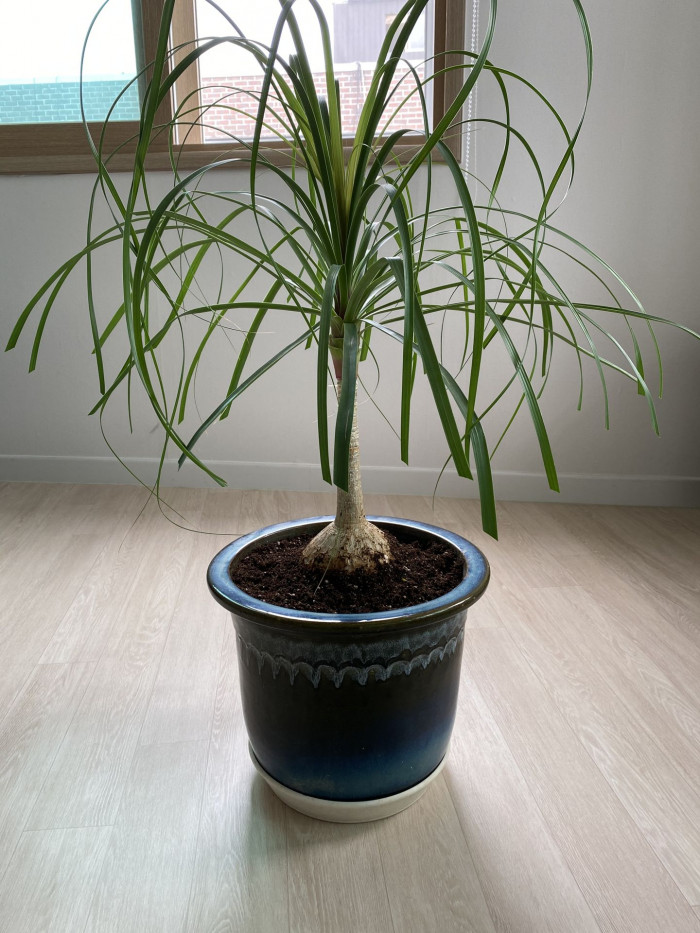 덕구리난 - Pony Tail Palm, Beaucarnea recurvata
