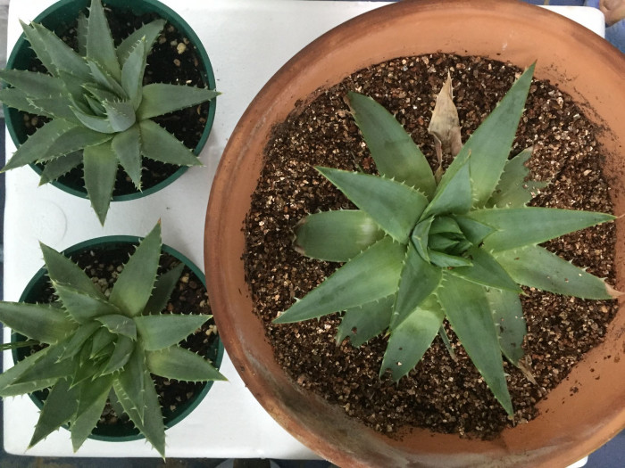 알로에 폴리필라 - Spiral Aloe, Aloe polyphylla