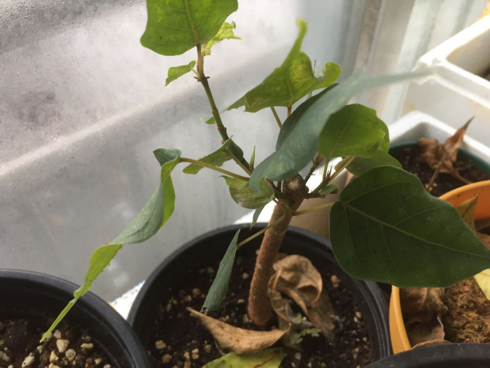 보리수고무나무 - Botree, Peepul tree, Pipaltree, Ficus religiosa L.