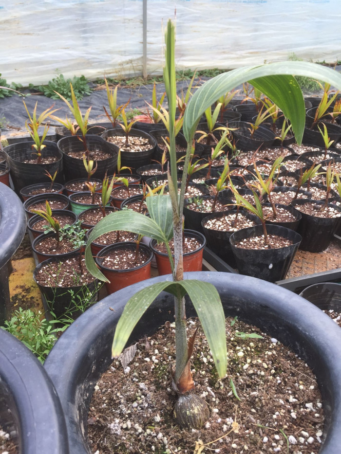 여우꼬리야자 - Foxtail Palm, Wodyetia bifurcata