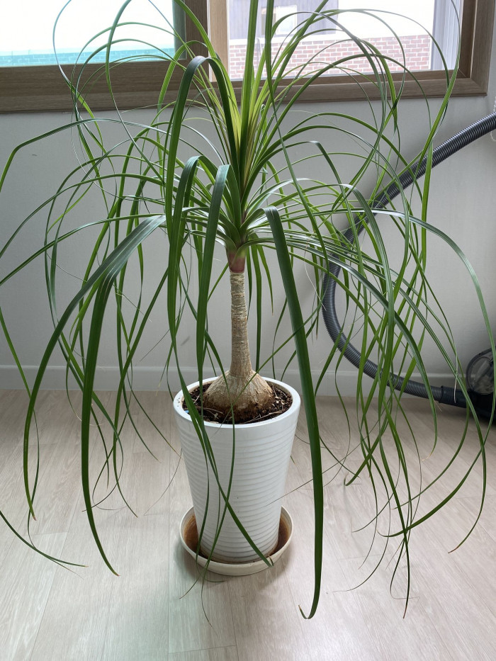 덕구리난 - Pony Tail Palm, Beaucarnea recurvata