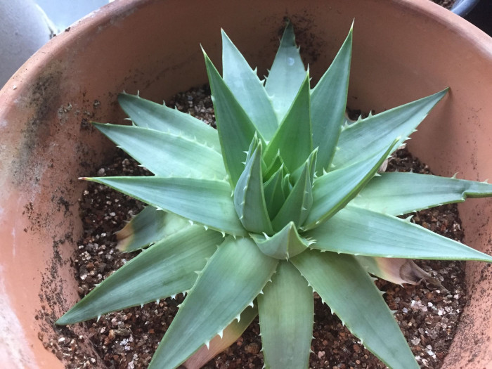 알로에 폴리필라 - Spiral Aloe, Aloe polyphylla