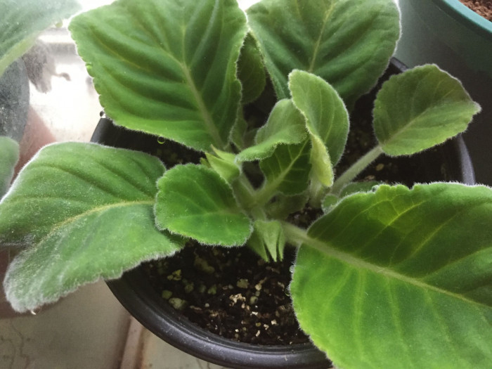 글록시니아 - Gloxinia, Sinningia speciosa