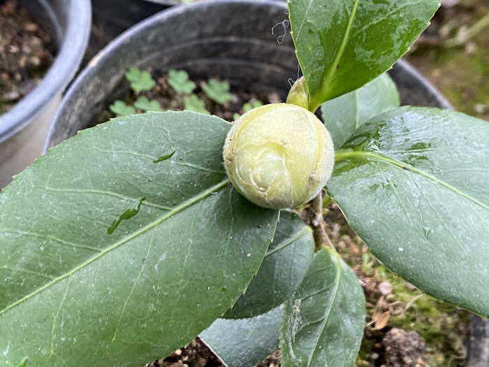 동백나무 - Camellia japonica L.