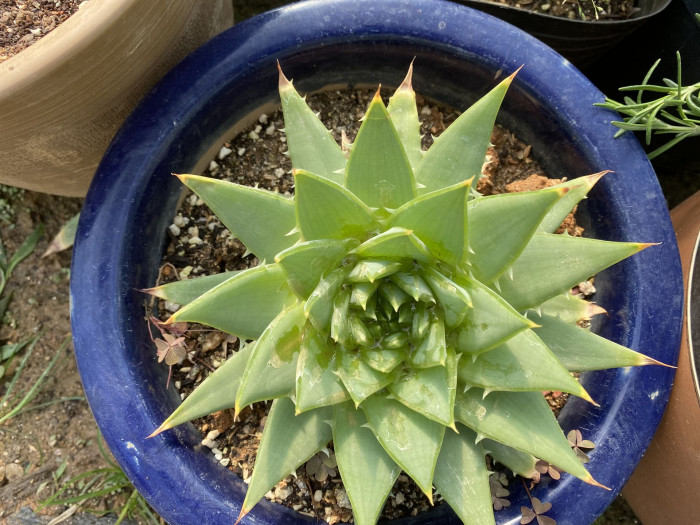 알로에 폴리필라 - Spiral Aloe, Aloe polyphylla