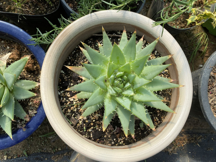 알로에 폴리필라 - Spiral Aloe, Aloe polyphylla