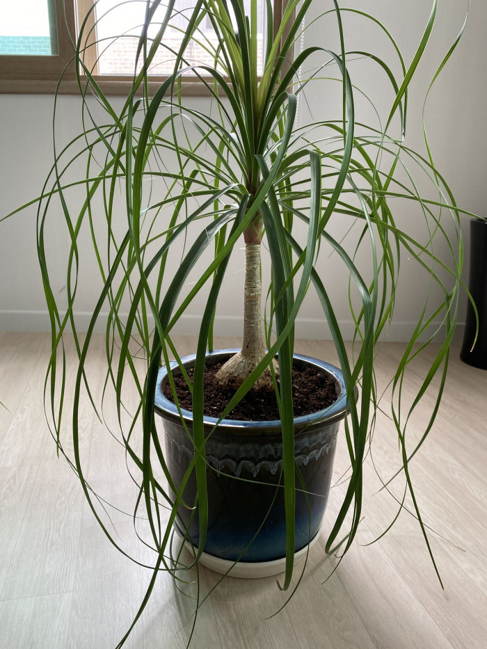덕구리난 - Pony Tail Palm, Beaucarnea recurvata