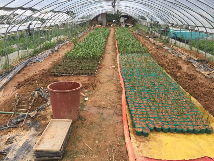 뷰티아야자 - Jelly palm, Butia odorata (Barb.Rodr.) Noblick