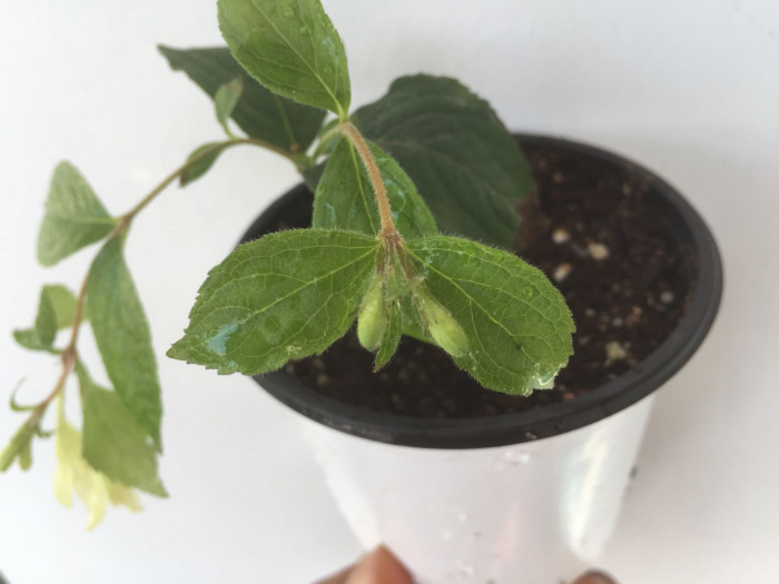 병꽃나무 - Weigela subsessilis