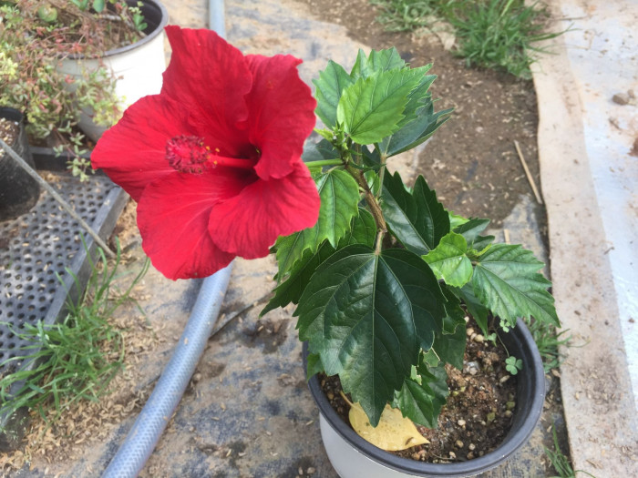하와이무궁화 - hawaiian hibiscus, Hibiscus rosa-sinesis L.