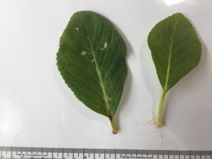 글록시니아 - Gloxinia, Sinningia speciosa