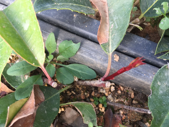 홍가시나무 - Red Robin, Photinia glabra (Thunb.) Maxim.