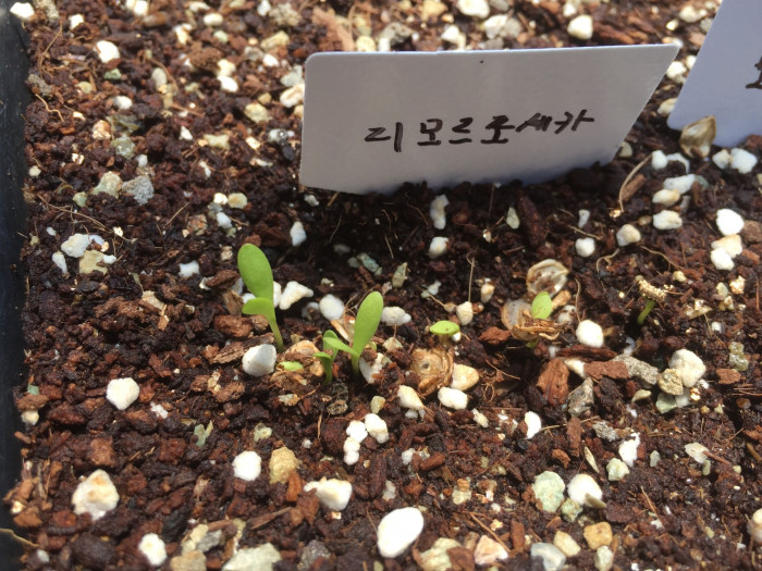오스테오스펄멈 - Osteospermum, Osteospermum ecklonis