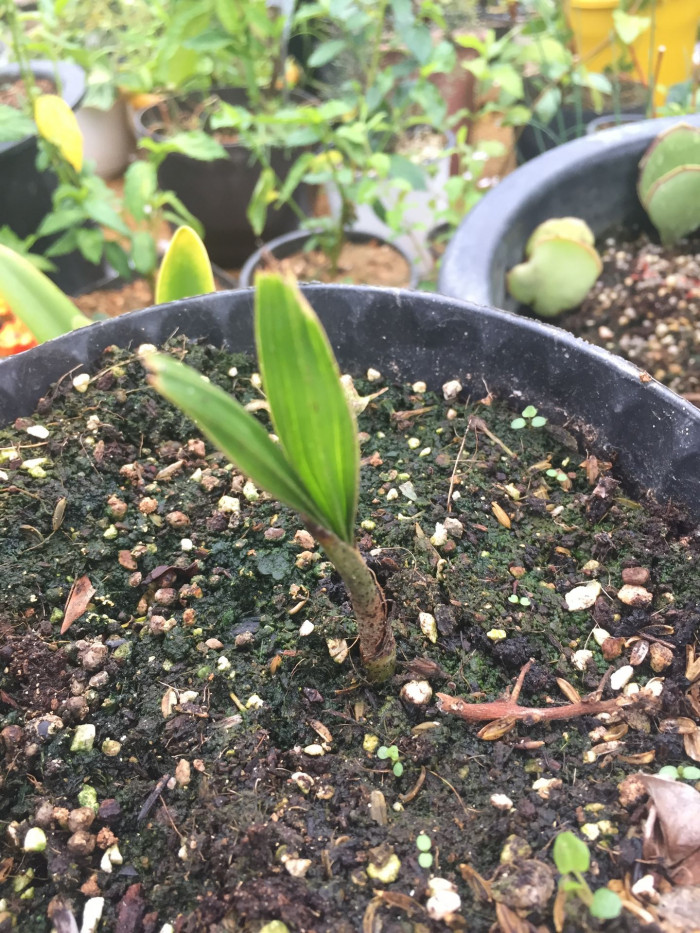 여우꼬리야자 - Foxtail Palm, Wodyetia bifurcata