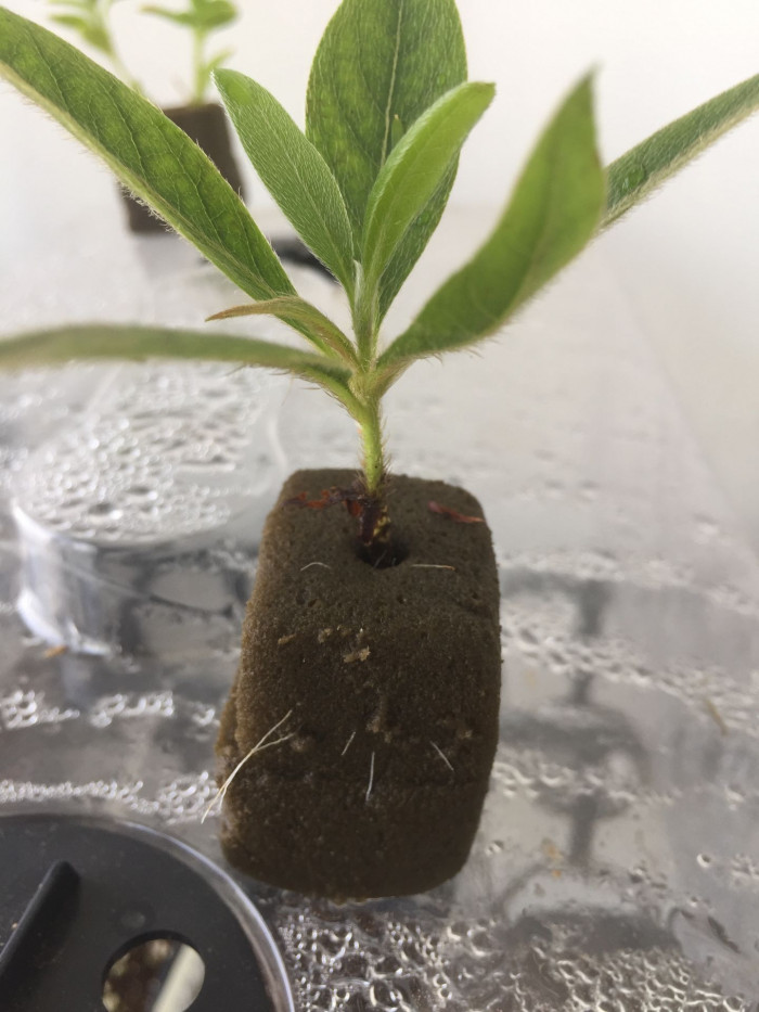 아젤리아 - Azalea, Rhododendron indica