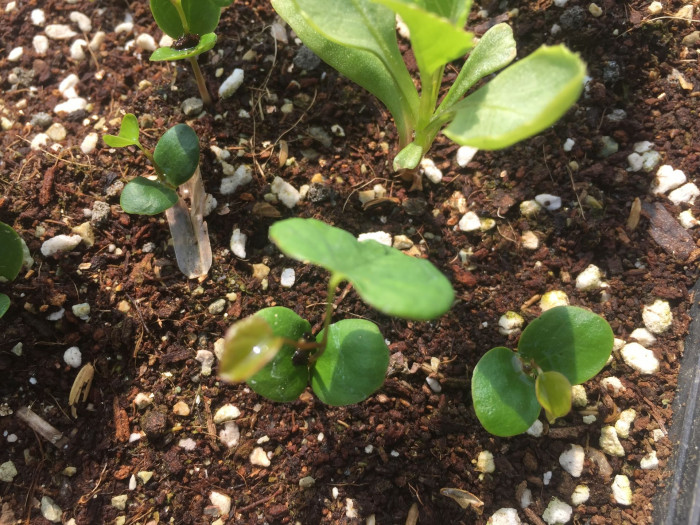 박태기나무 - Redbud, Cercis chinensis Bunge