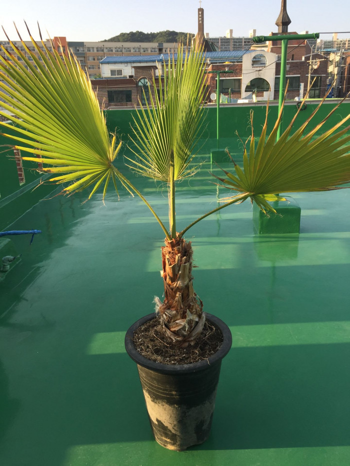 워싱턴야자 - Washington palm, California Fan Palm, Washingtonia filifera