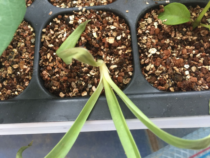 카네이션 - Bernard, Dianthus caryophyllus L.