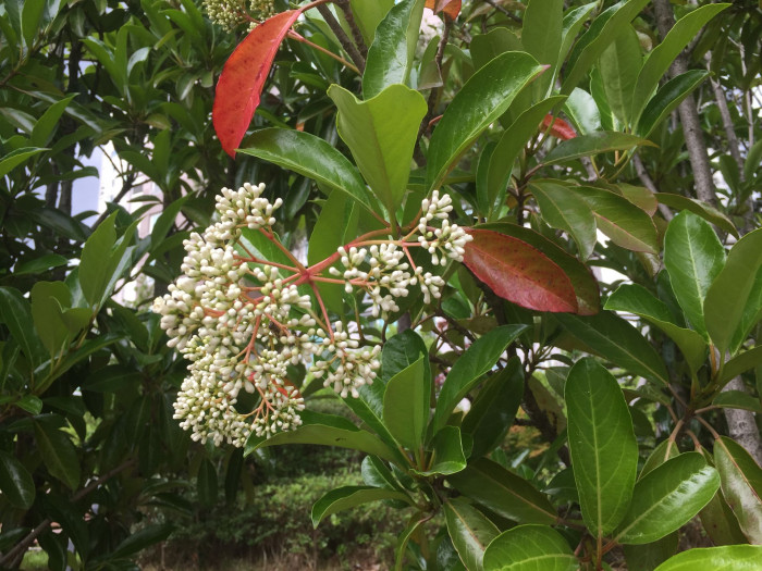 아왜나무 - Japanese Viburnum, Viburnum odoratissimum Ker Gawl. var. awabuki (K. Koch) Zabel ex Rumpler