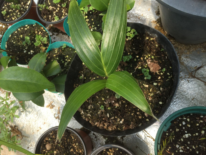 여우꼬리야자 - Foxtail Palm, Wodyetia bifurcata