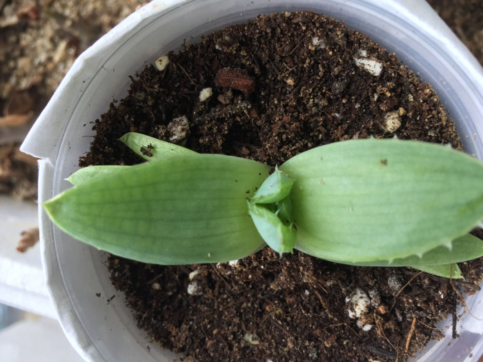 알로에 폴리필라 - Spiral Aloe, Aloe polyphylla