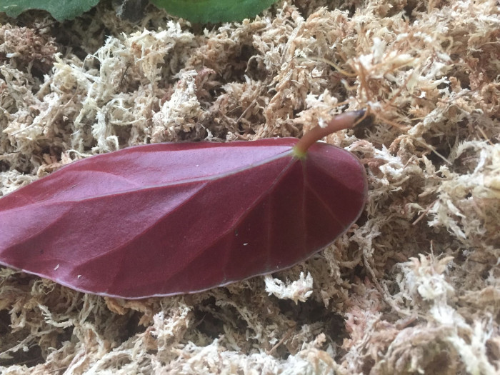 꽃베고니아 - Wax Begonias, Begonia semperflorens