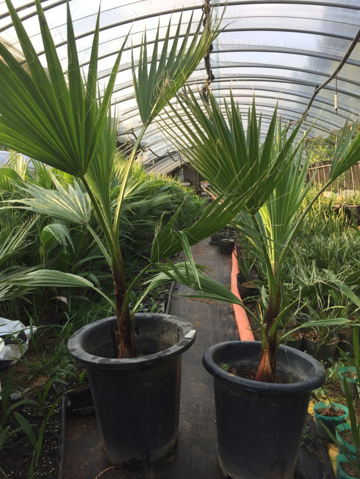 워싱턴야자 - Washington palm, California Fan Palm, Washingtonia filifera