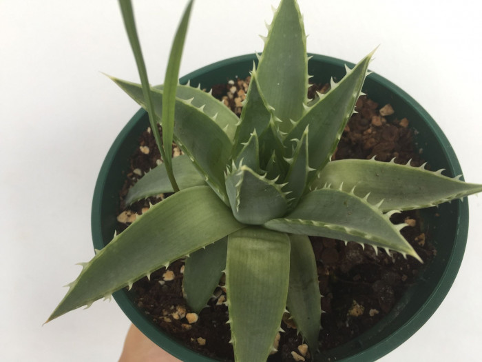 알로에 폴리필라 - Spiral Aloe, Aloe polyphylla