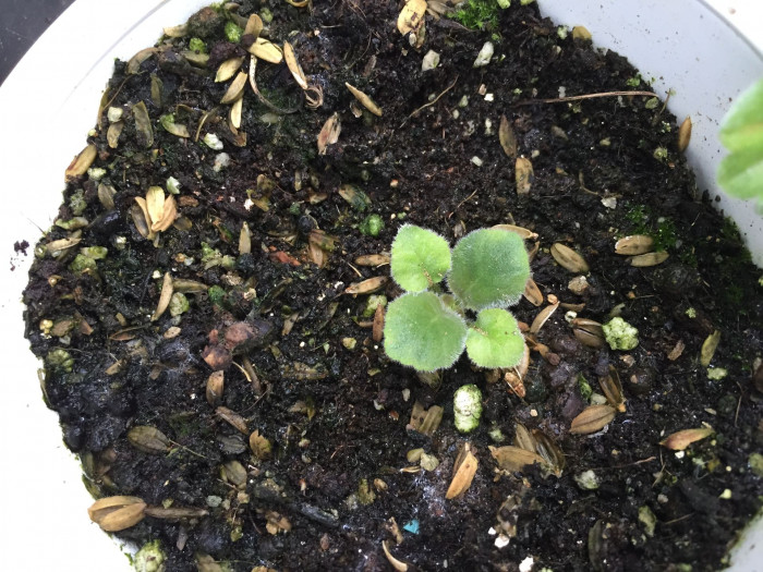 글록시니아 - Gloxinia, Sinningia speciosa