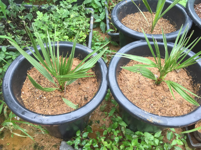 카나리아야자 - Canary Island date palm, Pineapple palm, Phoenix canariensis