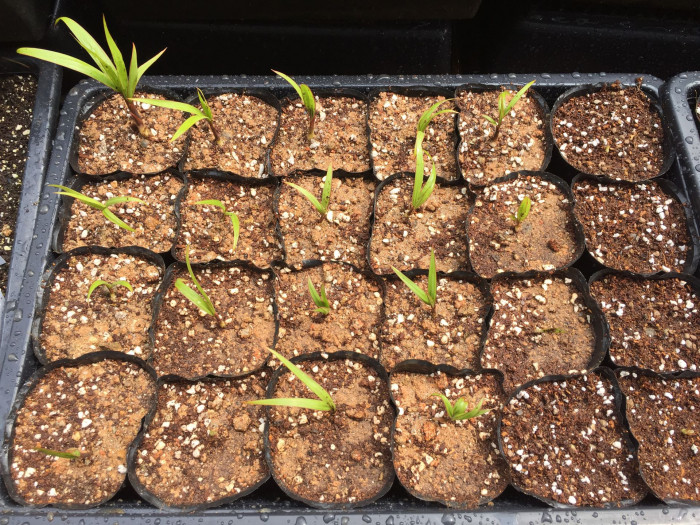 주병야자 - Bottle Palm, Hyophorbe lagenicaulis