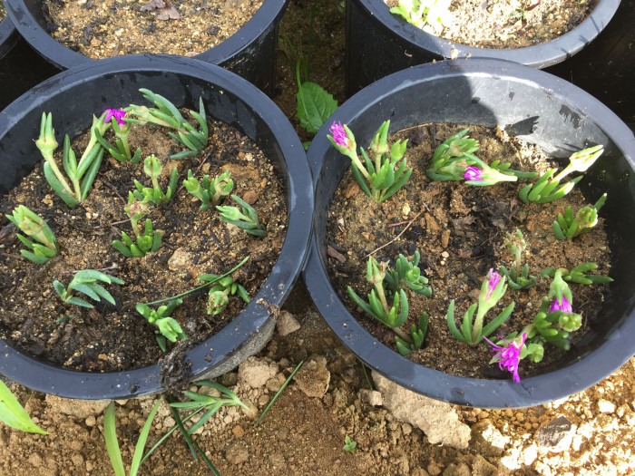 송엽국 - Trailing Ice Plant, Lampranthus spectabilis