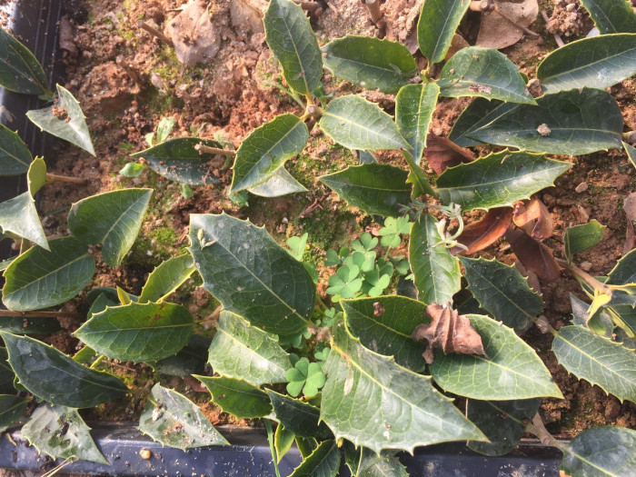은목서 - ㅑ, Osmanthus asiaticus Lour. var. fragrans