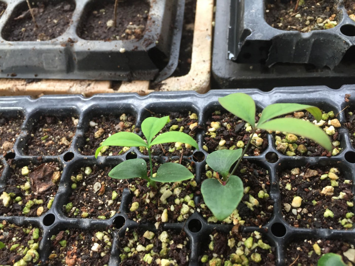 남천 - Heavenly bamboo, Nandina domestica Thunb.