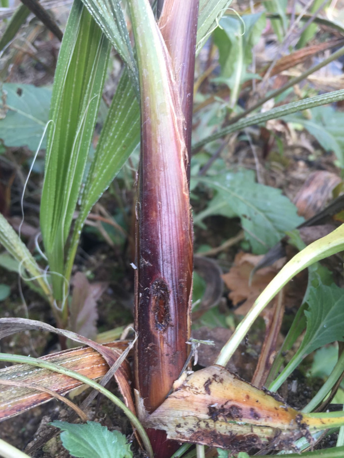 워싱턴야자 - Washington palm, California Fan Palm, Washingtonia filifera