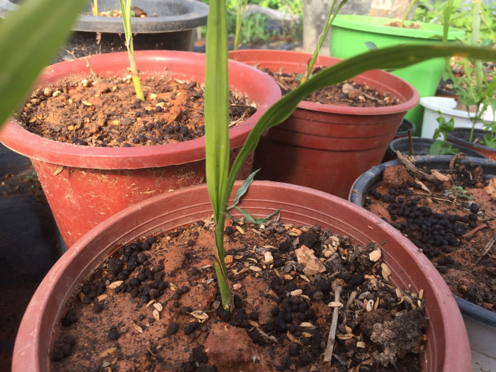 대왕야자 - Cuban royal palm, Florida royal palm, Roystonea regia