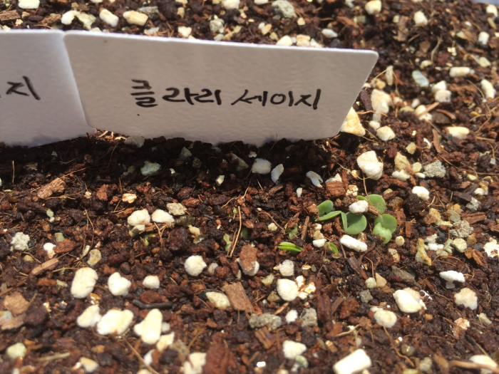 클라리 세이지 - Clary sage, Salvia sclarea
