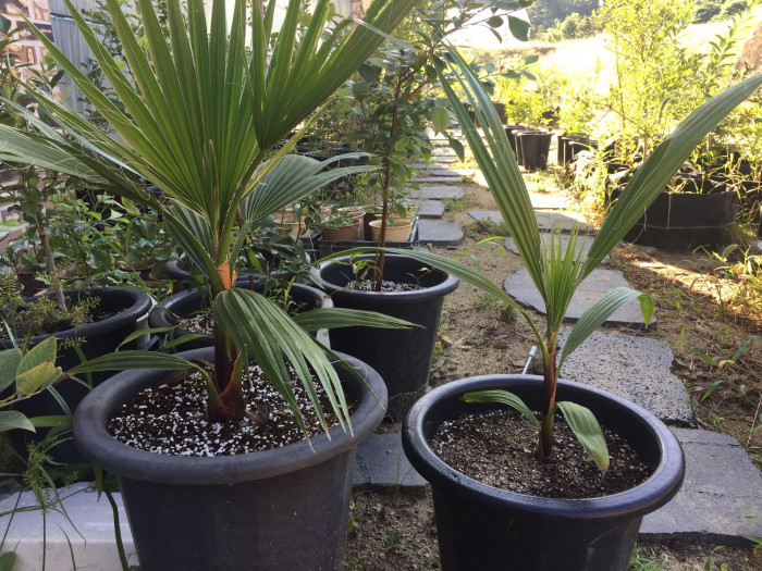 워싱턴야자 - Washington palm, California Fan Palm, Washingtonia filifera