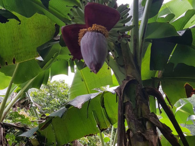 바나나나무 사진 - Musa paradisiaca L. Photos