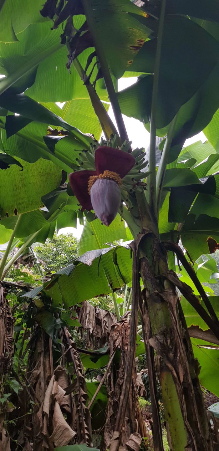 바나나나무 - Banana, Musa paradisiaca L.