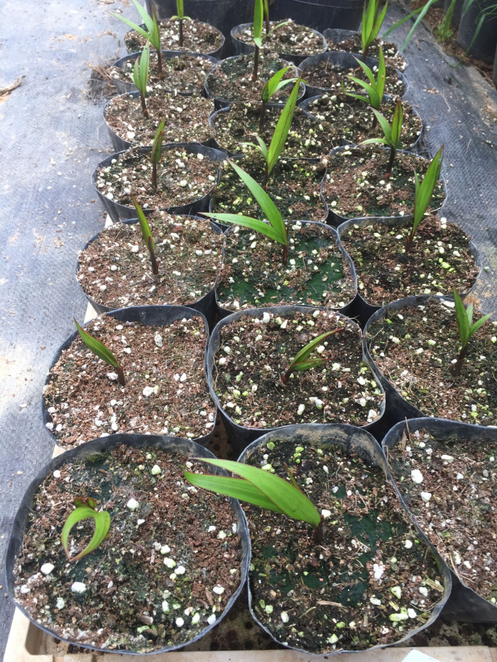 주병야자 - Bottle Palm, Hyophorbe lagenicaulis