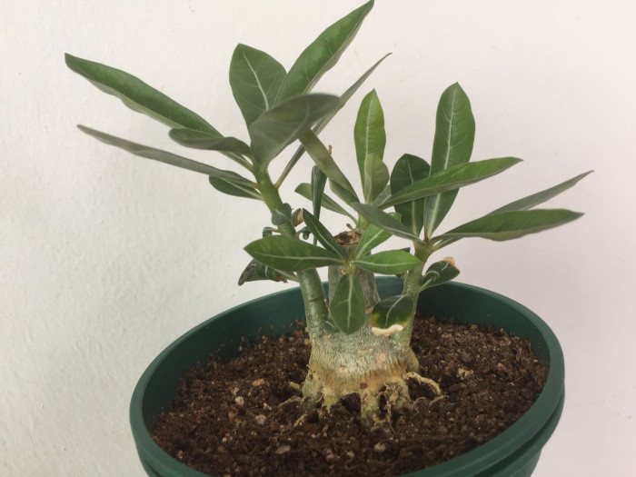 석화 - Adenium obesm, Adenium