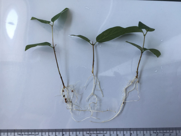 홍괴불나무 - Lonicera sachalinensis (F.Schmidt) Nakai