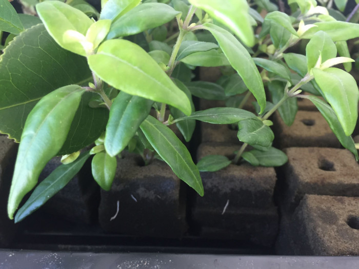 브라질리안 후크시아 - Brazilian fuchsia, Justicia rizzinii