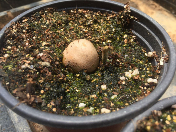 덕보 소철 - Cycas debaoensis