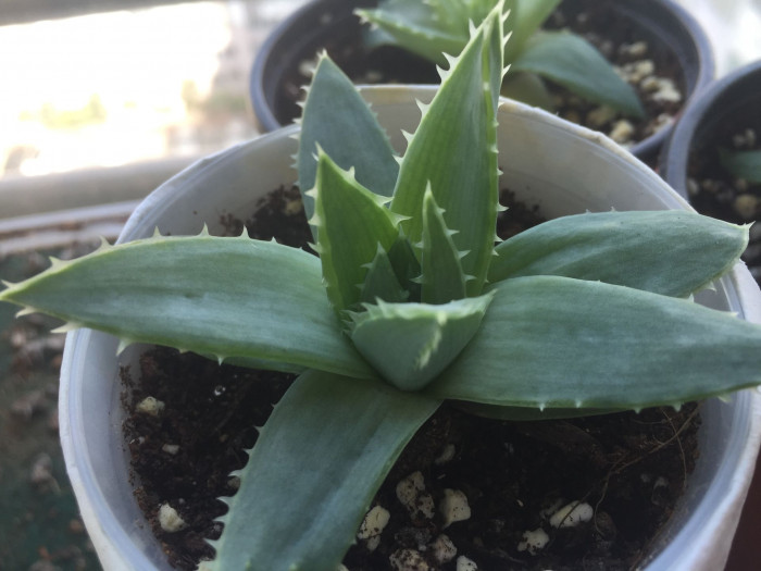 알로에 폴리필라 - Spiral Aloe, Aloe polyphylla