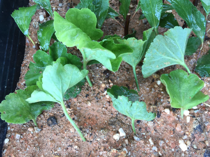 제라늄 - Geranium, Pelargonium inquinans